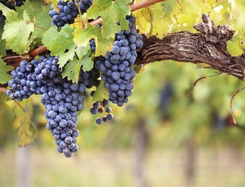 Vins biologiques, vins en biodynamie, vins en cultures raisonnées, vins naturelles, comment s’y retrouver?